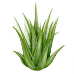 Aloe vera