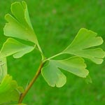 Ginko