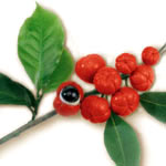 Guarana