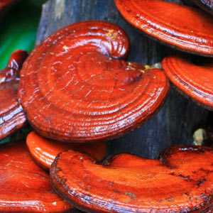 Reishi gljiva